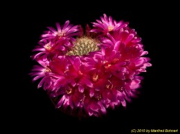 Sulcorebutia santiaginiensis HS118 2215